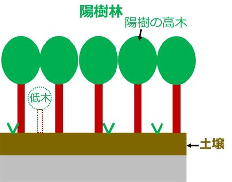 陰樹 陽樹|陰樹の特徴と陽樹の特徴 違いも解説 – 庭師の独り言